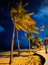 Load image into Gallery viewer, Miami Botanical Garden