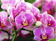 Load image into Gallery viewer, Miami Botanical Garden