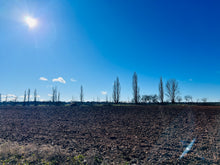 Load image into Gallery viewer, Morning Walk
